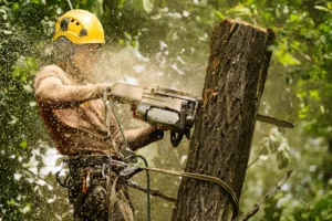 tree removal services hamden ct